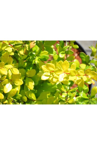 Барбарис середній Dual Jewel листя